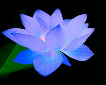 Blue Lotus oil - Image 2